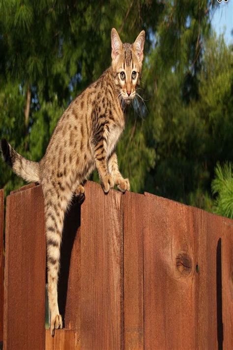 8 Biggest Domestic Cats Cat Guides Largest Domestic