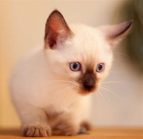 Kitten From My Traditional Chocolate Siamese Siamese Kittens Kitten Adoption Kittens Cutest