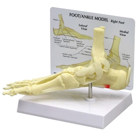 Anatomical Model Foot Ankle