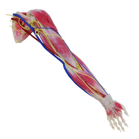 Anatomy Arm Syndaver
