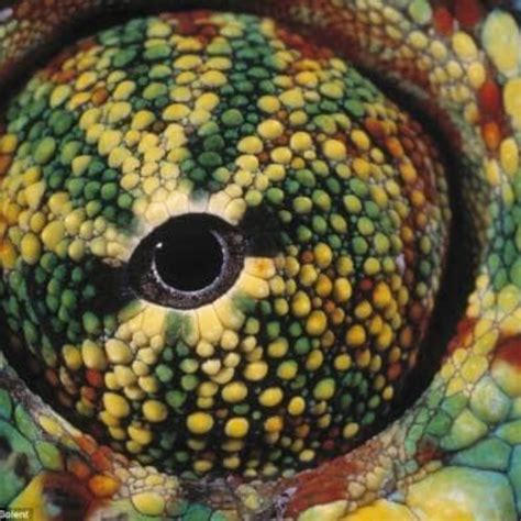 Photographer Creates Gripping Animal Eyes Close Ups Revealing Intricate