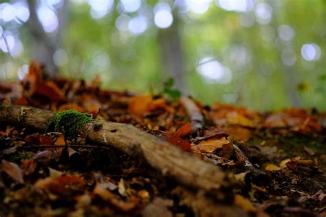 Hd Wallpaper Forest Floor Nature Moss Autumn Leaves Glade Trees