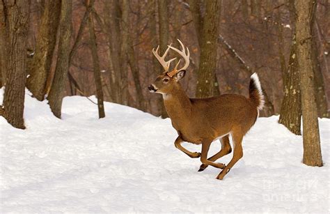 Whitetail Buck Running Photograph By Gary W Griffen Fine Art America