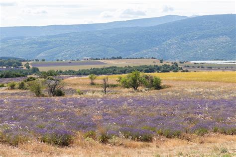 You can also harvest it for fragrant floral arrangements, sachets, and potpourri. Dried Lavender - on Thursd