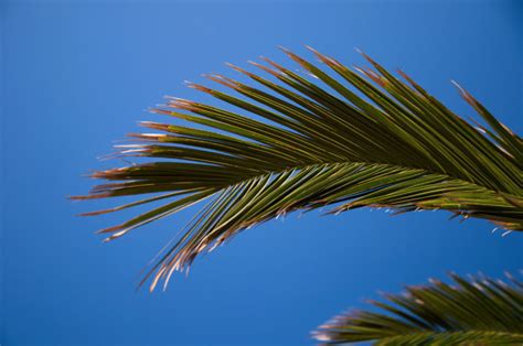Branches Of Palm Trees Images Royalty Free Stock Branches Of Palm