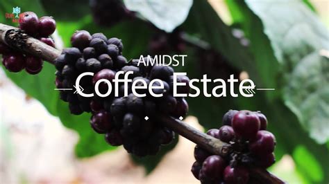 To stay at the middle of coffee estate. Young Island Resort | Madikeri, Coorg | Amidst Coffee Estate - YouTube