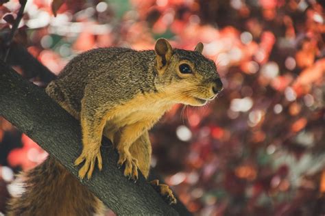 How Far Can Squirrels Fall A Step By Step Guide Wild Informer