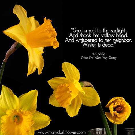 Meaning Of The Poem Daffodils F 2016 Daffodils Botanical