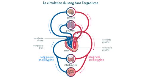 La Circulation Du Sang Dans L Organisme