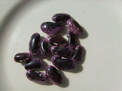 How To Grow Scarlet Runner Beans An Edible Ornamental Plant Dengarden