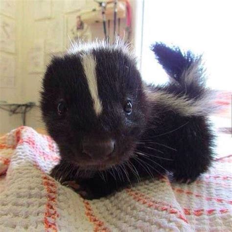 This Baby Skunk Raww