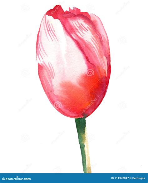 Red Tulip Stock Illustration Illustration Of Artwork 111370847