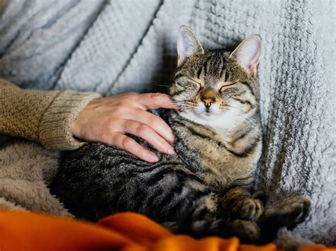 Esto Es Lo Que Realmente Hacen Los Gatos Cuando Se Preocupan Por Sus