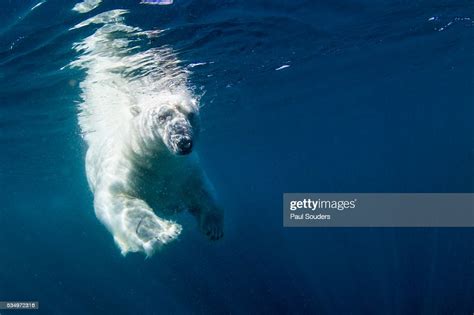 Underwater Polar Bear Nunavut Canada High Res Stock Photo Getty Images