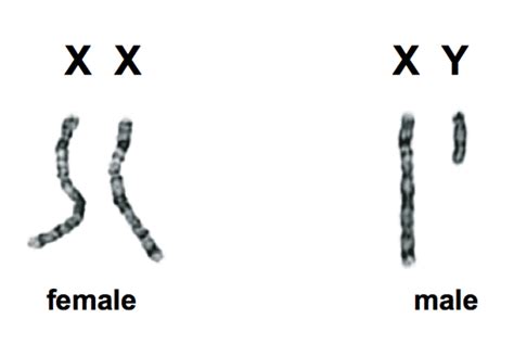 Sex Genes The Y Chromosome And The Future Of Men