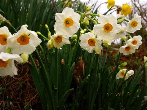 Pretty Flowers Spring Daffodils Smell Good Flowers Free Nature