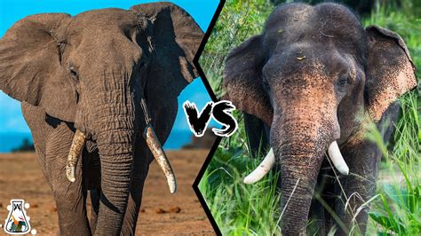 what s the difference between an african elephant and an indian elephant 10 most correct