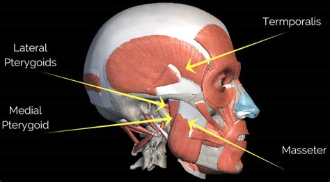 Lateral Pterygoid Origin And Insertion
