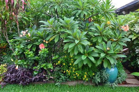Outdoor plants are, of course, one of green thumb's specialties. Tropical Breeze is a Sydney tropical garden filled with a ...