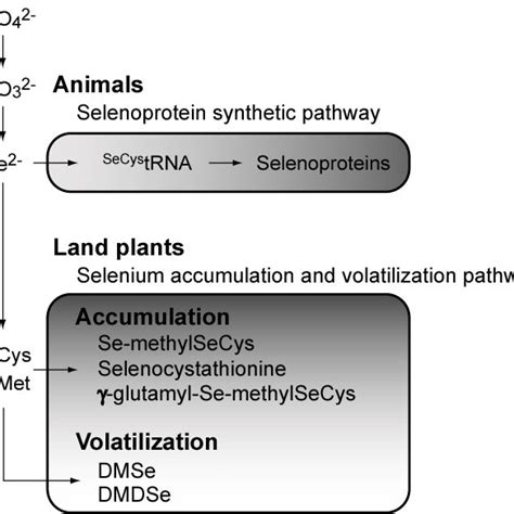 overview of selenium metabolism secys selenocysteine semet download scientific diagram