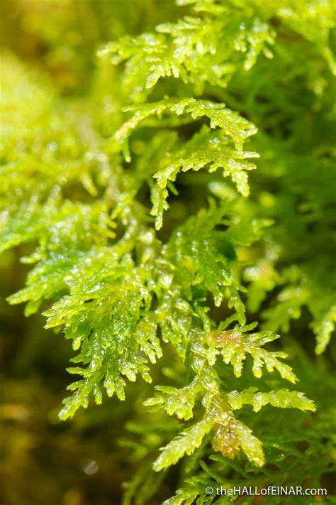 Is shown on the ecological and phytogeographical diagrams that accompany. Ferns, mosses and liverworts - the HALL of EINAR