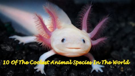 10 Of The Coolest Animal Species In The World Youtube