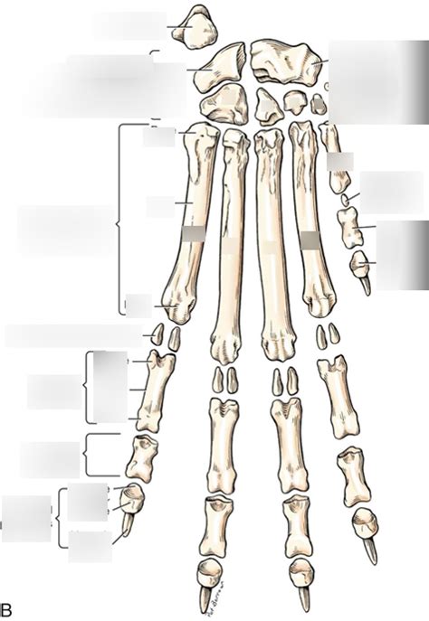 Meta Carpal Bones Dog Diagram Quizlet