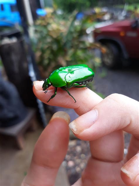 Metallic Green Beetle Far North Queensland Australia Any Id Please