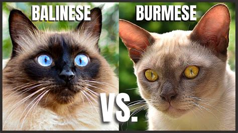 Balinese Cat Vs Burmese Cat Youtube