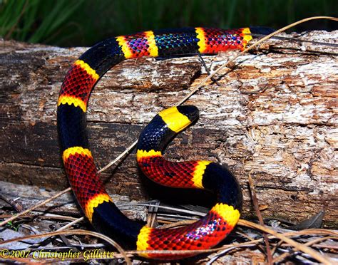 We did not find results for: Coral snake Red and yellow, kill a fellow Red and black ...