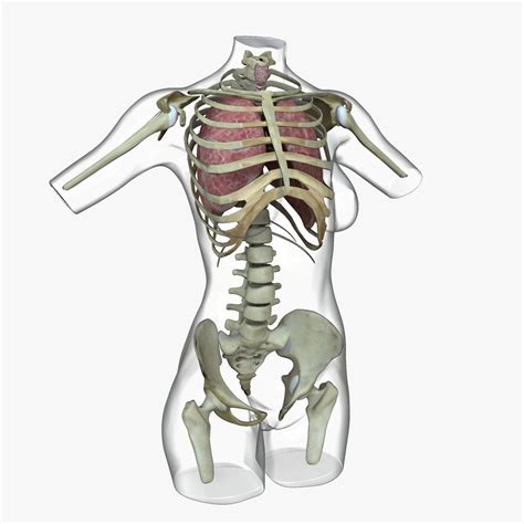 Full Female Torso Anatomy 3d Model Cgtrader