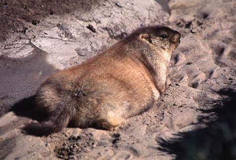 WELCOME TO SUKHBAATAR: Тарвага (Marmota)