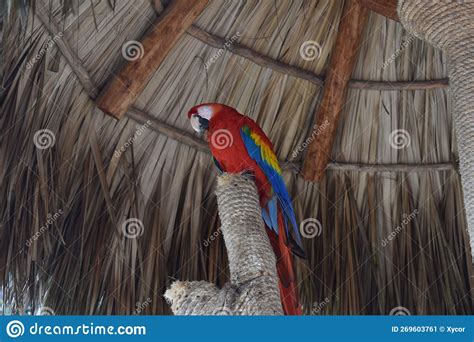 Sleeping Colorful Macaw Resting Stock Image Image Of Blue Wing