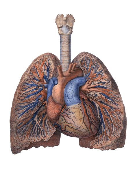 The chest of the newborn generally has a round chest, with the ap diameter being equal to the lateral diameter, until what age? trapped between two lungs | Human anatomy art, Medical ...