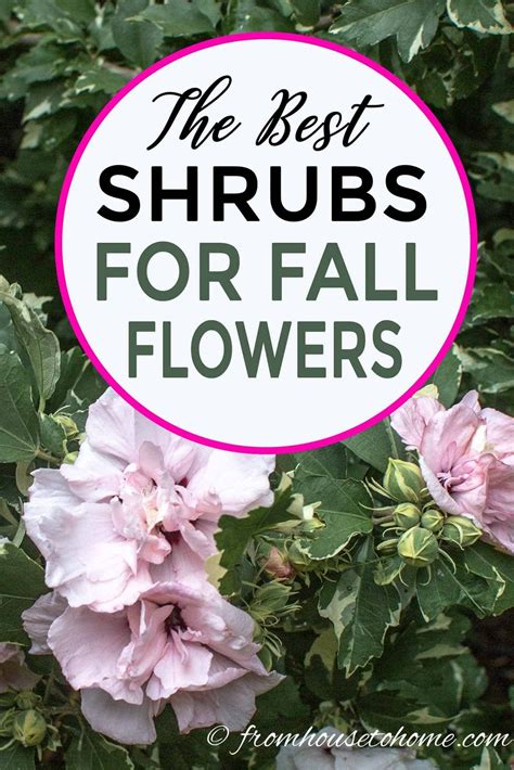 Great Ideas For Shrubs With Fall Flowers These Plants Will Provide