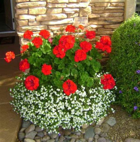 Best Container Plants Bacopa Birds And Blooms