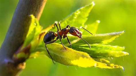 Beides kann von ameisen nicht durchdrungen werden. Ameisen bekämpfen: Das können Sie kaufen - CHIP