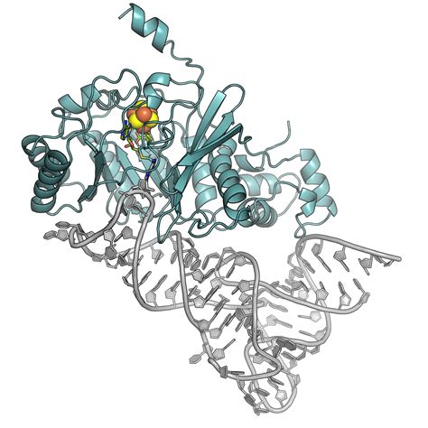 caught in the act 3 d structure of an rna modifying protein determined in action
