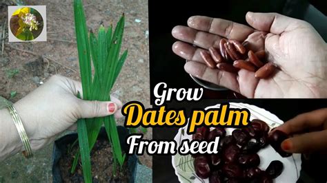 How To Grow Date Palm Tree From Seed Date Palm Plantlaila Rahmans