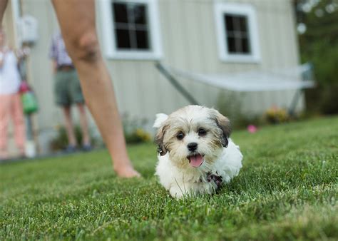 Pictures Of Adult Shihchons