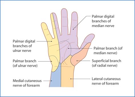 Dorsal Aspect Of Hand