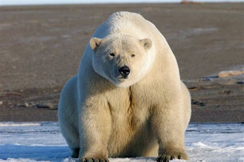 Polar Bears Are Fuzzy