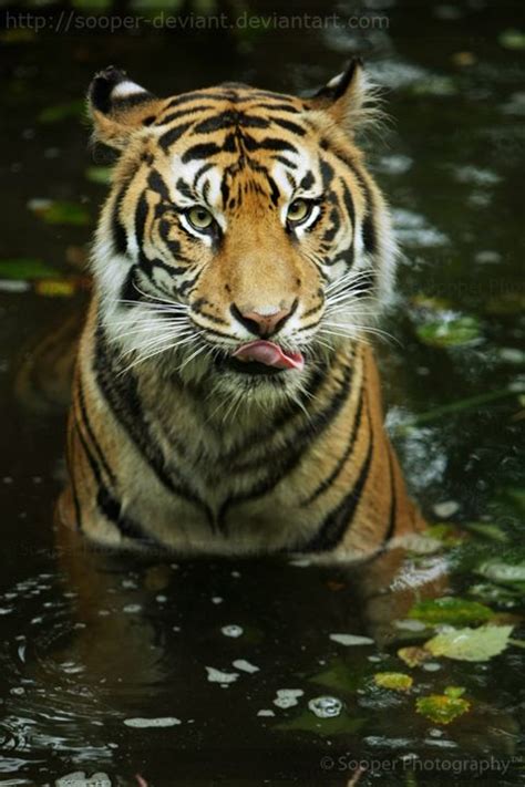 Tiger Pond By Sooper Animals And Pets Baby Animals Cute Animals