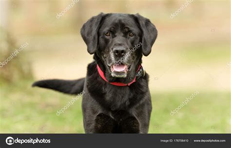 Black Labrador Retriever — Stock Photo © Bigandt 176706410