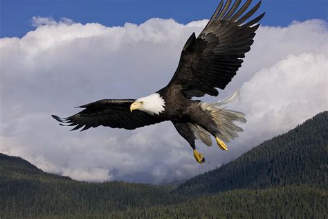 Eagle Flying In Sunlight Photograph By John Hyde Printscapes