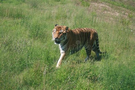 Tiger Walking In The Woods Stock Photo Image Of Asian 186882254