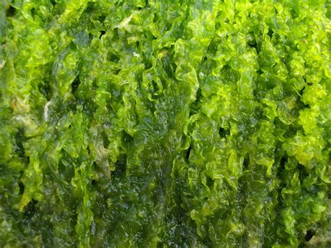 Bright Green Seaweed I 1 Free Photo Download Freeimages