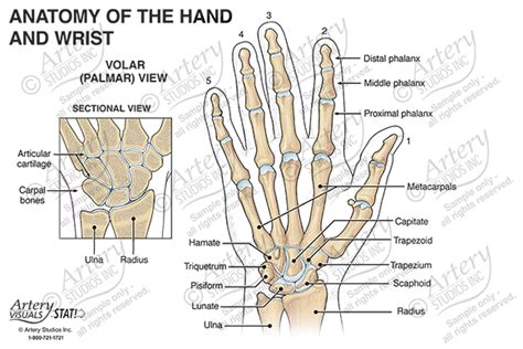 Anatomy Of The Hand And Wrist Palmar View Artery Studios Medical