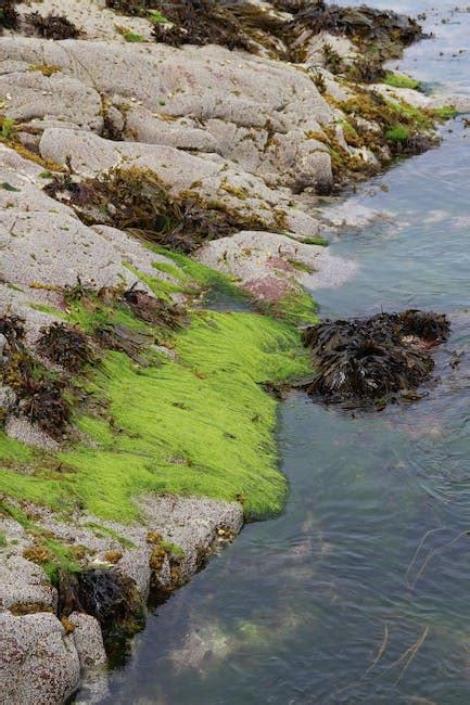 Free Stock Photo Of Algae Green Rocks