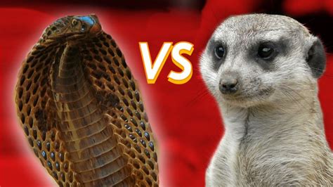 Mongoose Vs Cobra Whod Win In A Grudge Match